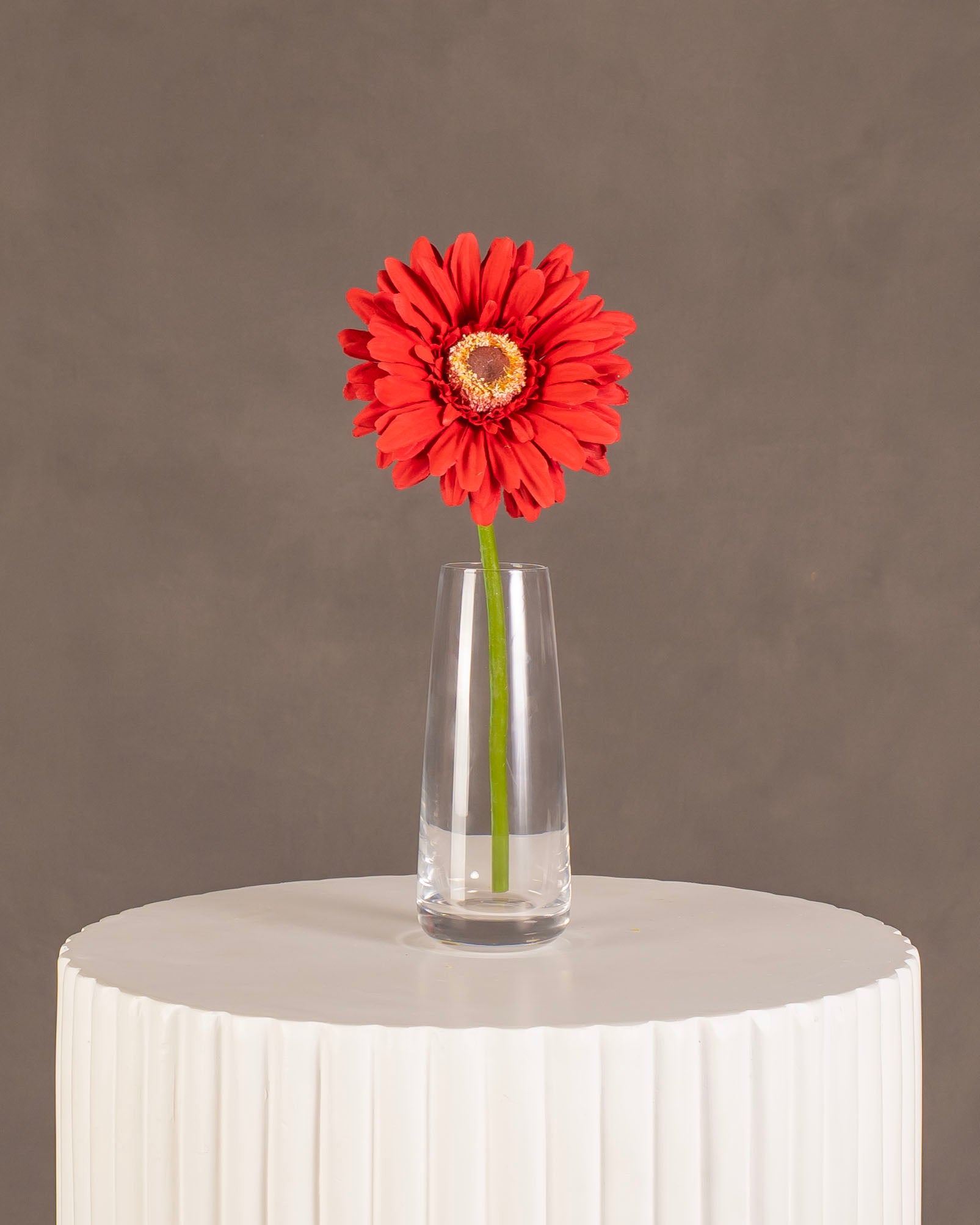 Gerbera