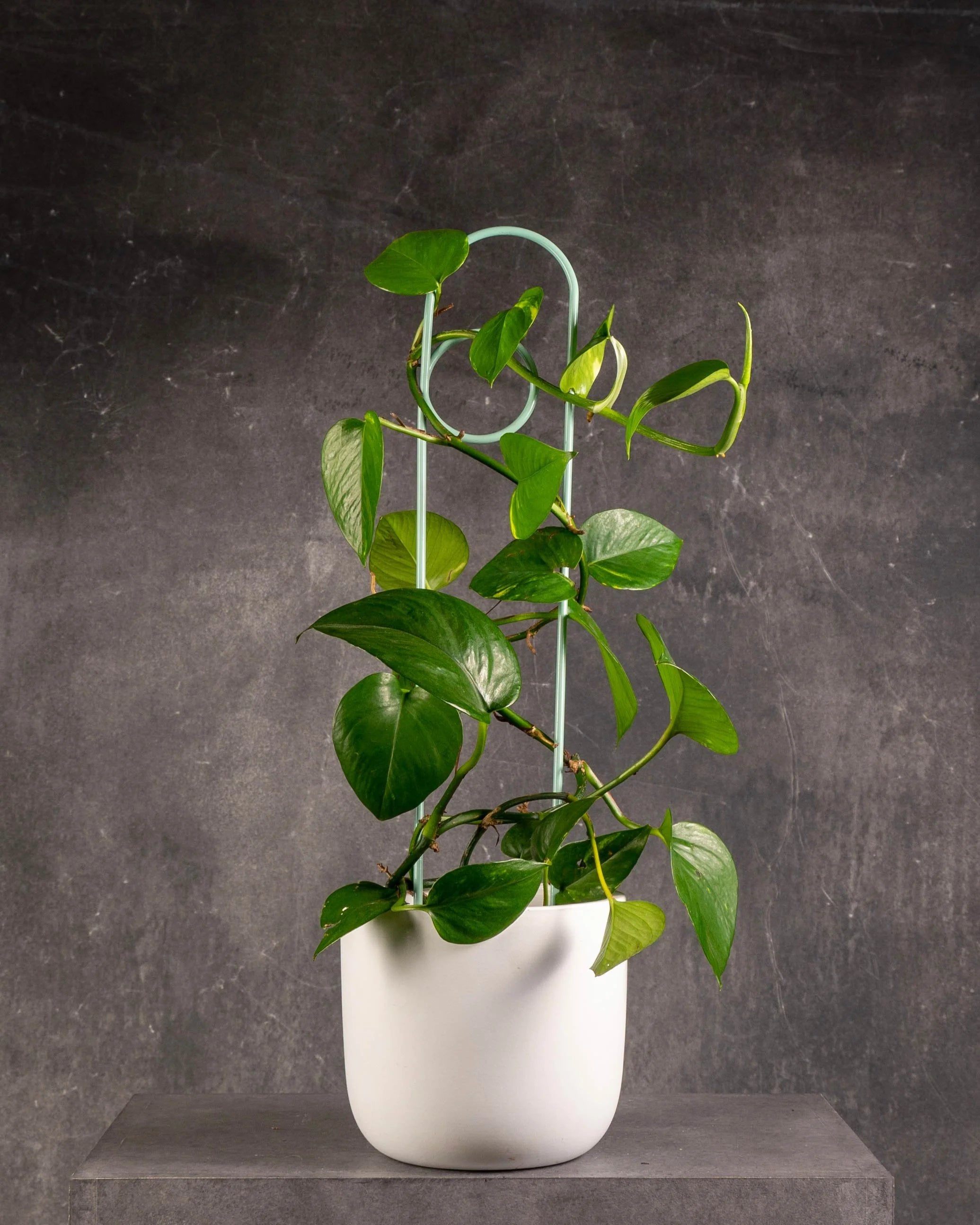 Golden Pothos