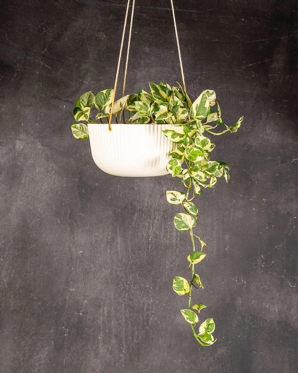 Golden Pothos