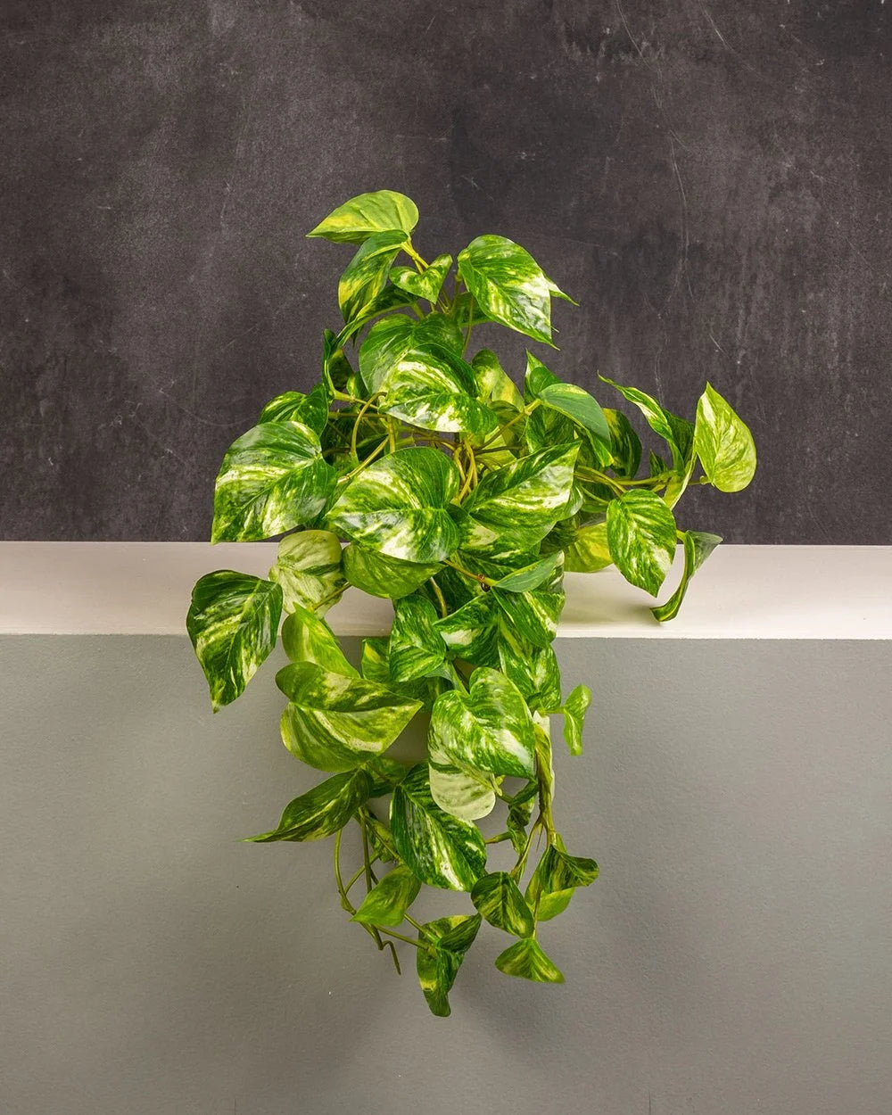 Golden Pothos / Devil's Ivy