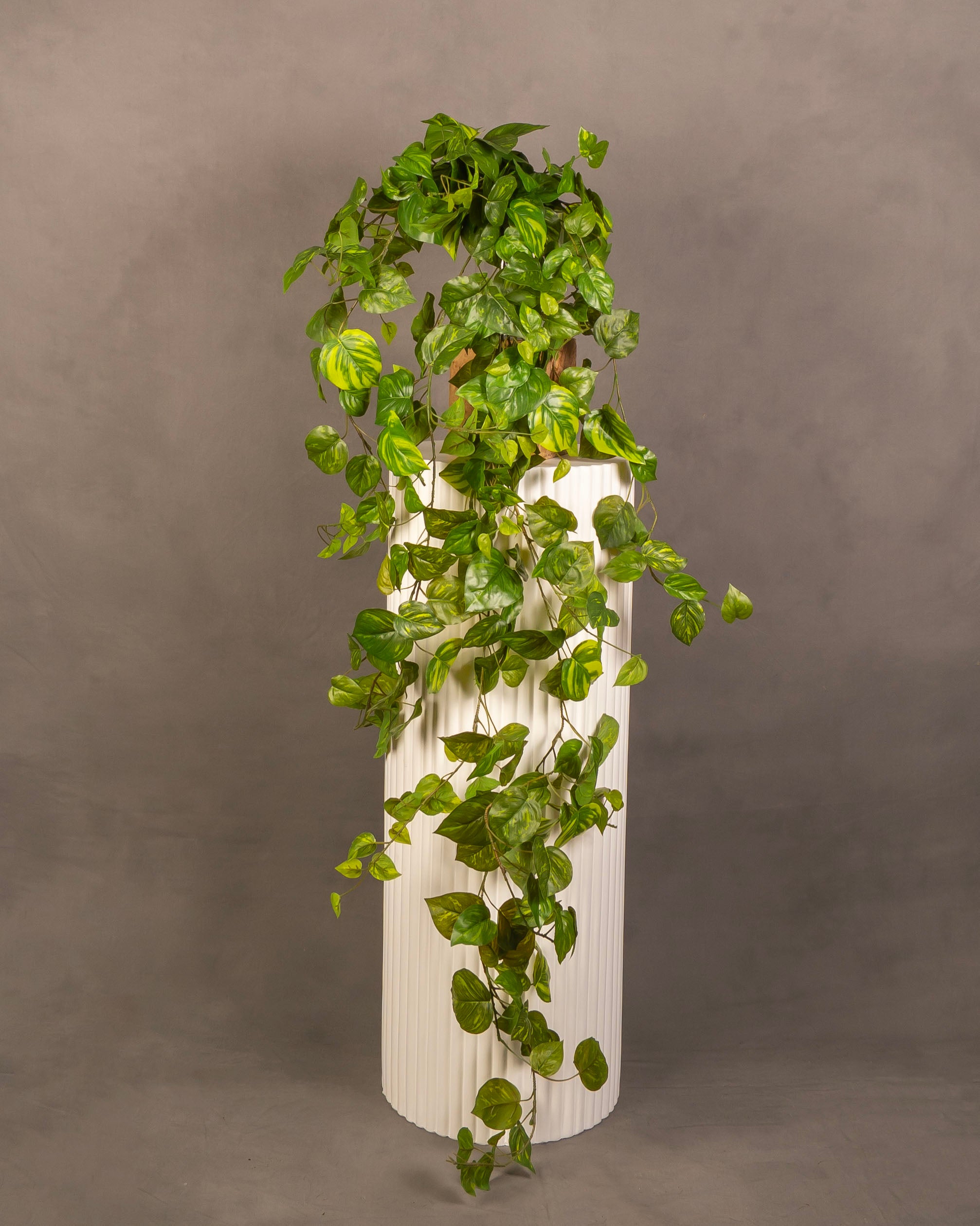 Pothos Hanging Bush