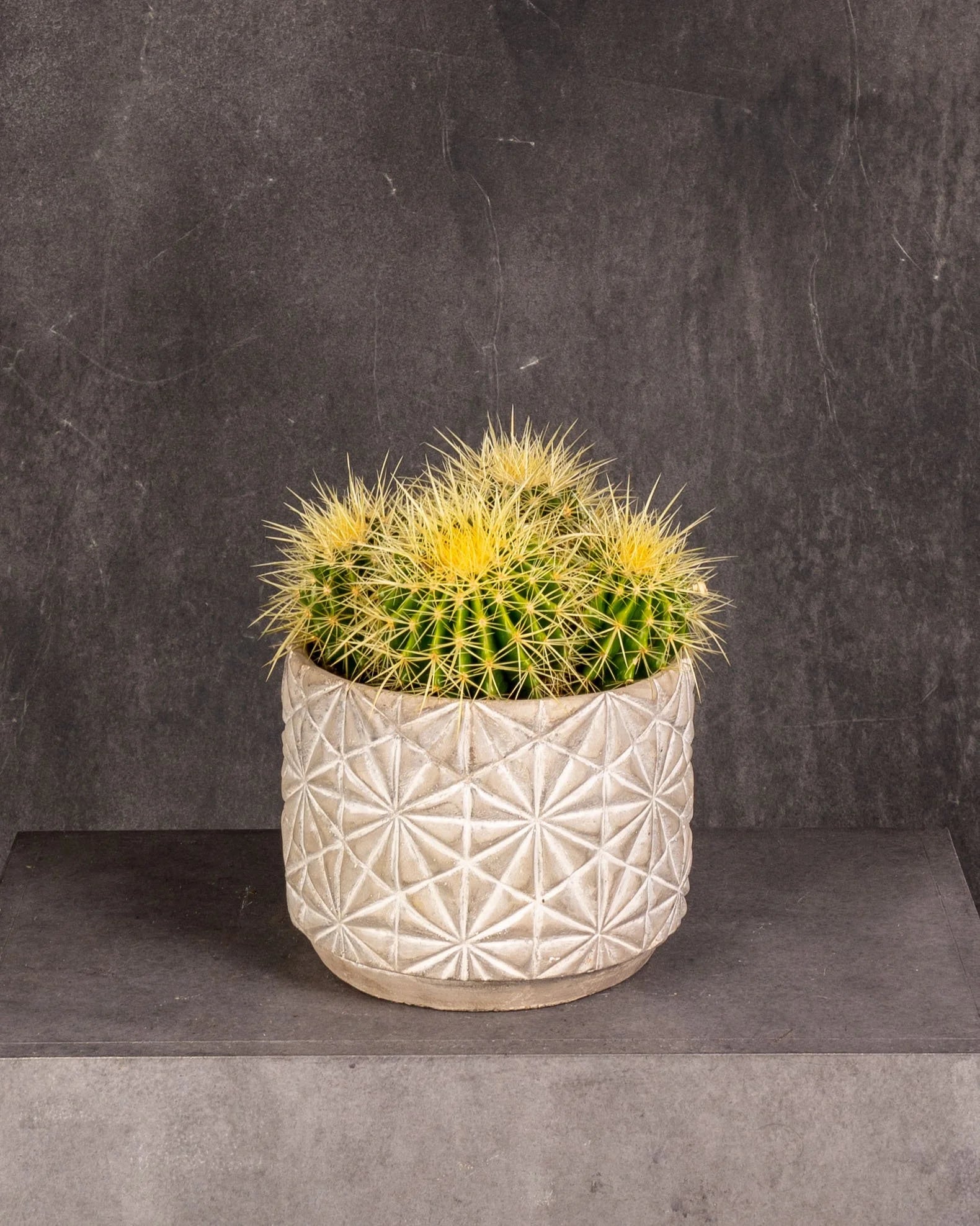 Cactus Golden Barrel