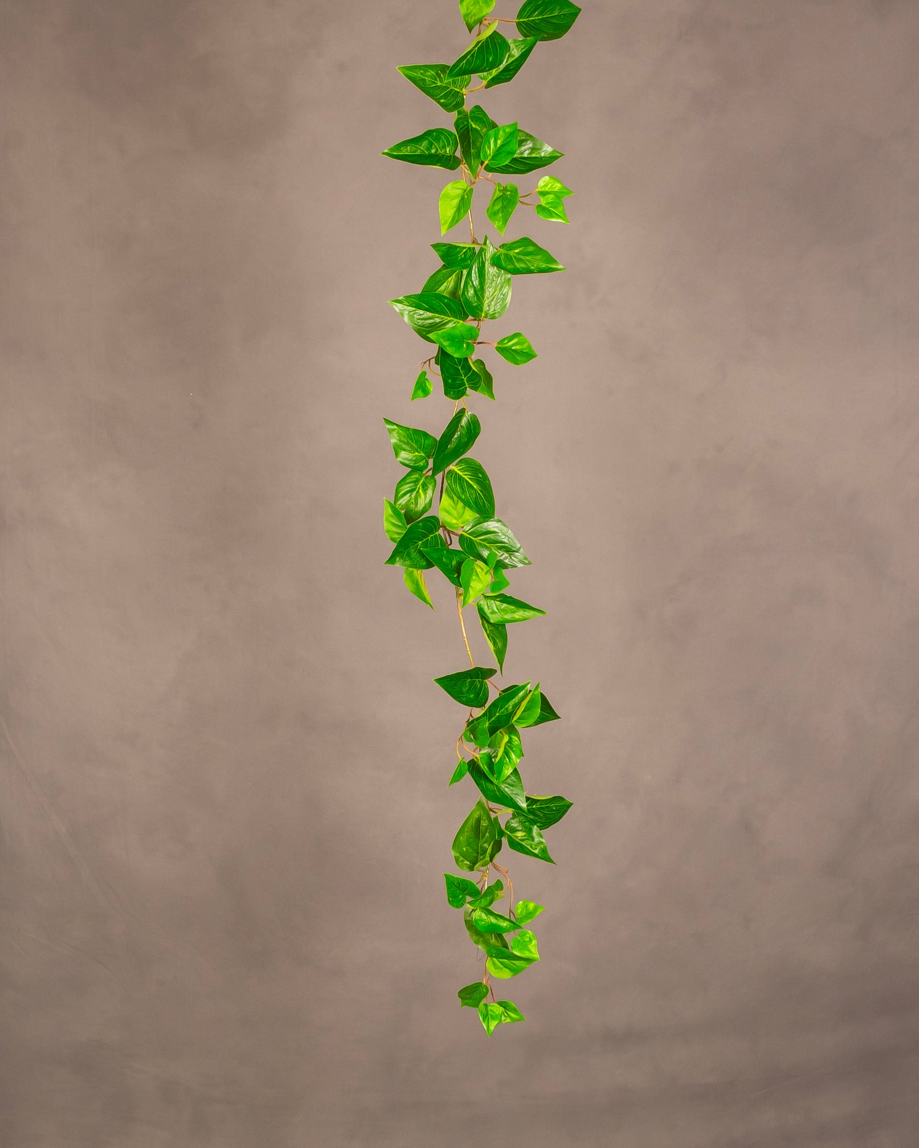 Pothos Garland