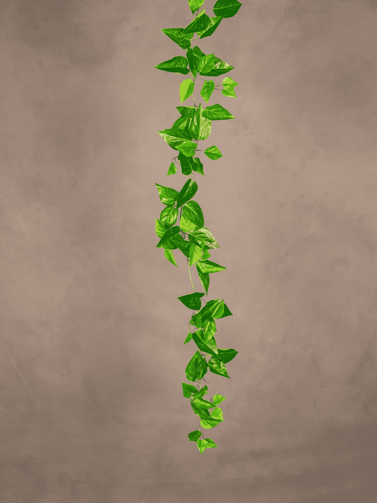 Pothos Garland
