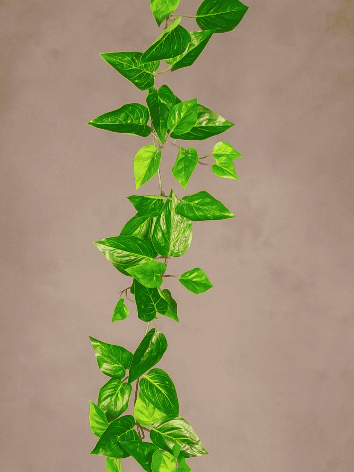 Pothos Garland
