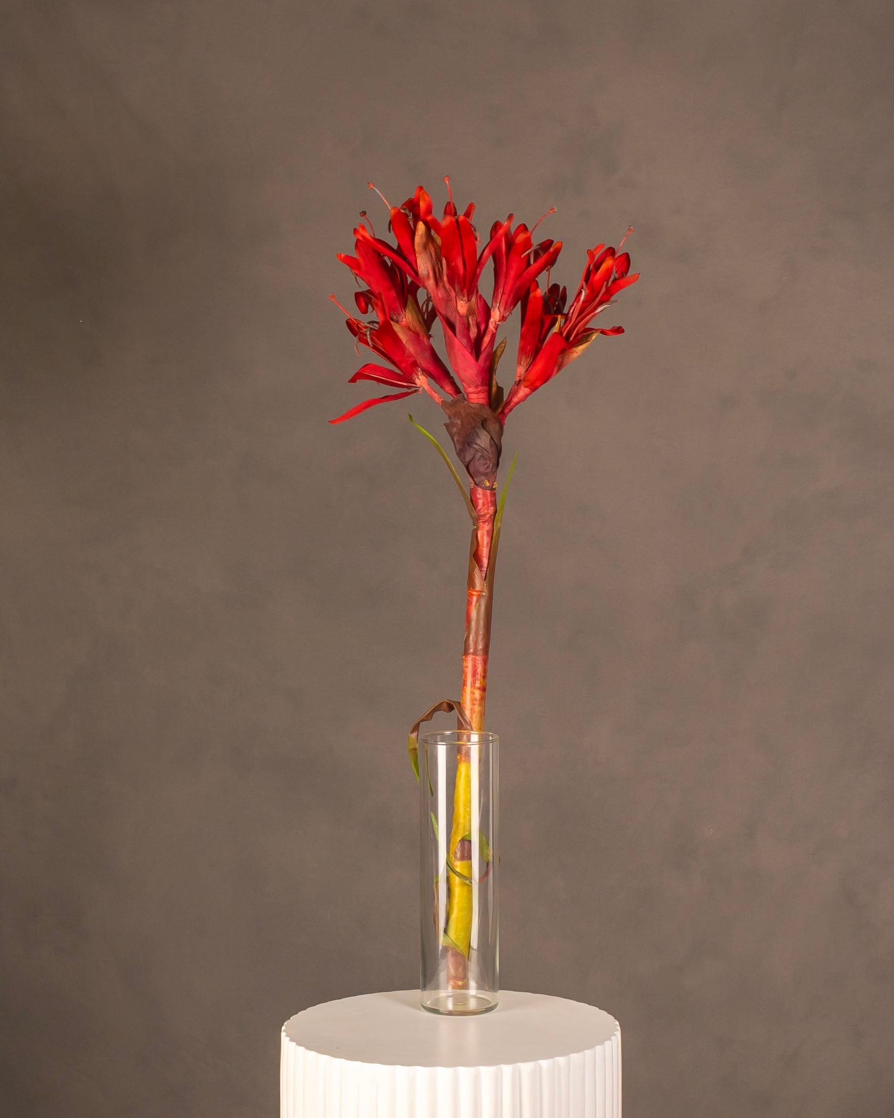 Gymea Lily
