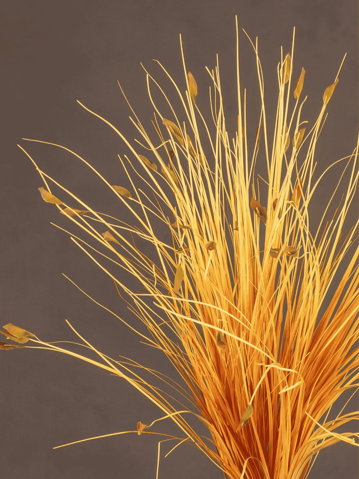 Hay Grass