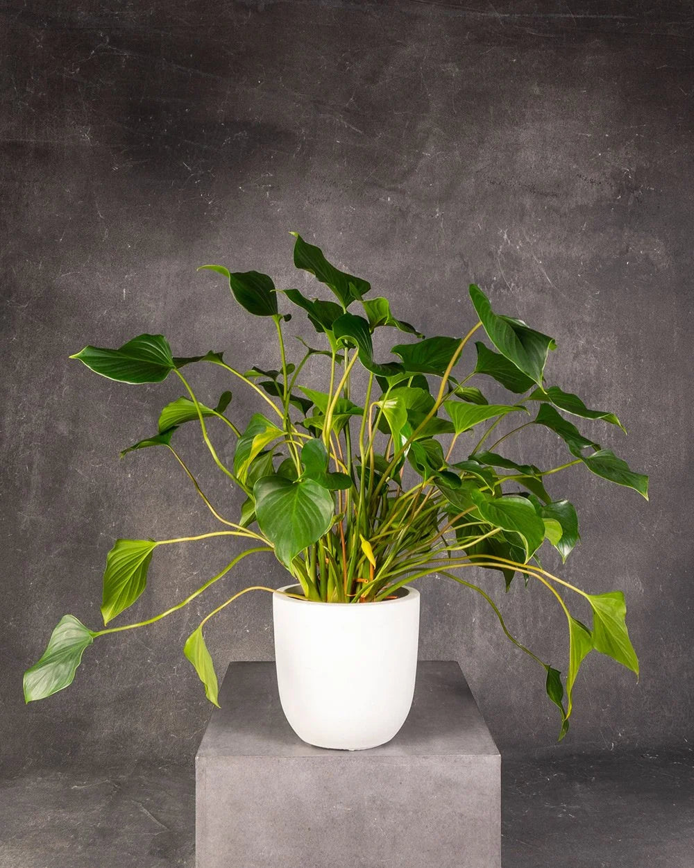 Homalomena Golden Gem