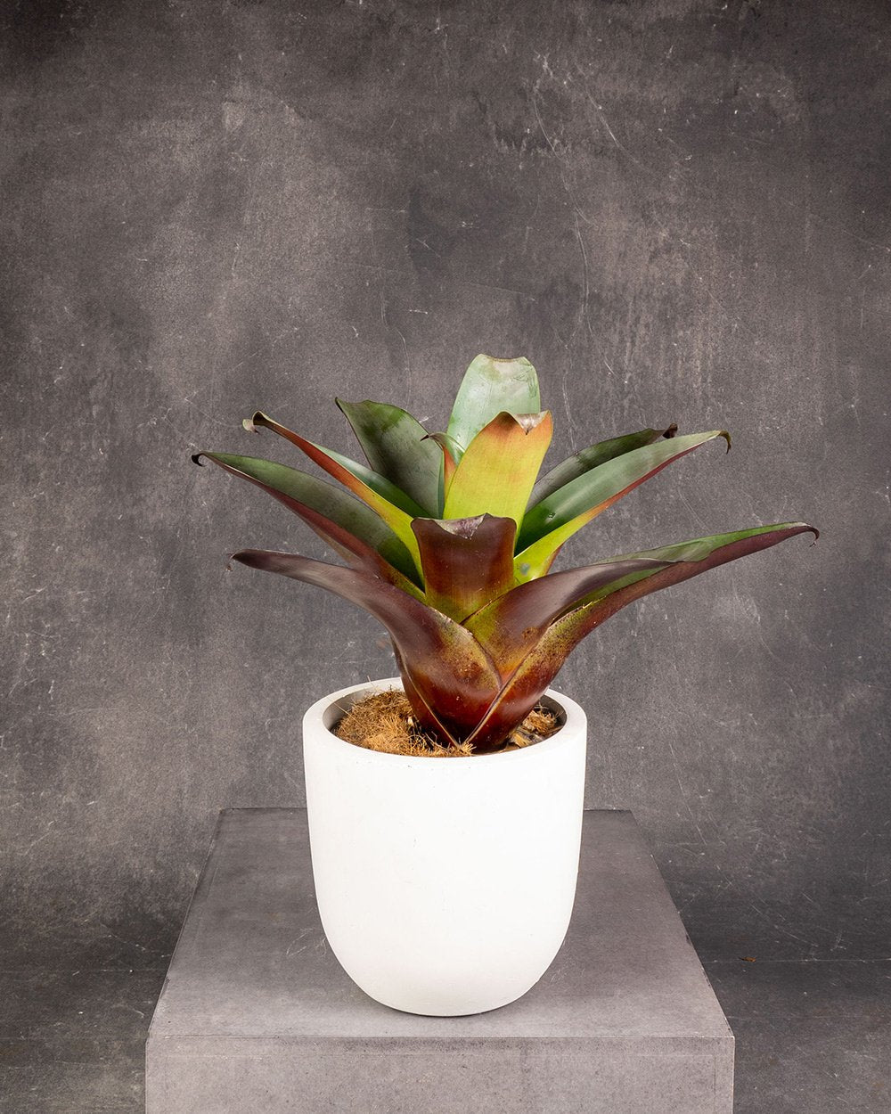 Imperial Bromeliad (Alcantarea imperialis)