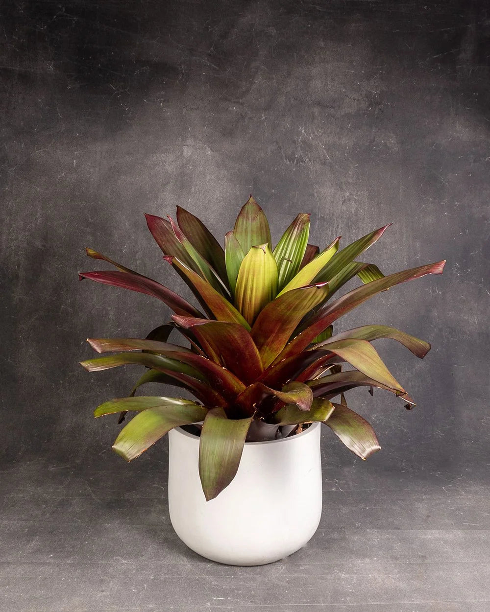 Imperial Bromeliad (Alcantarea imperialis)