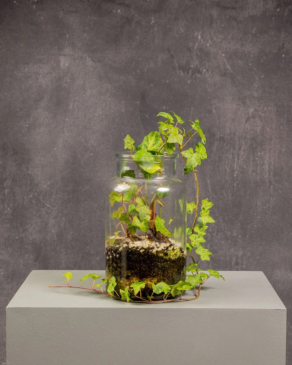 Terrarium Ivy