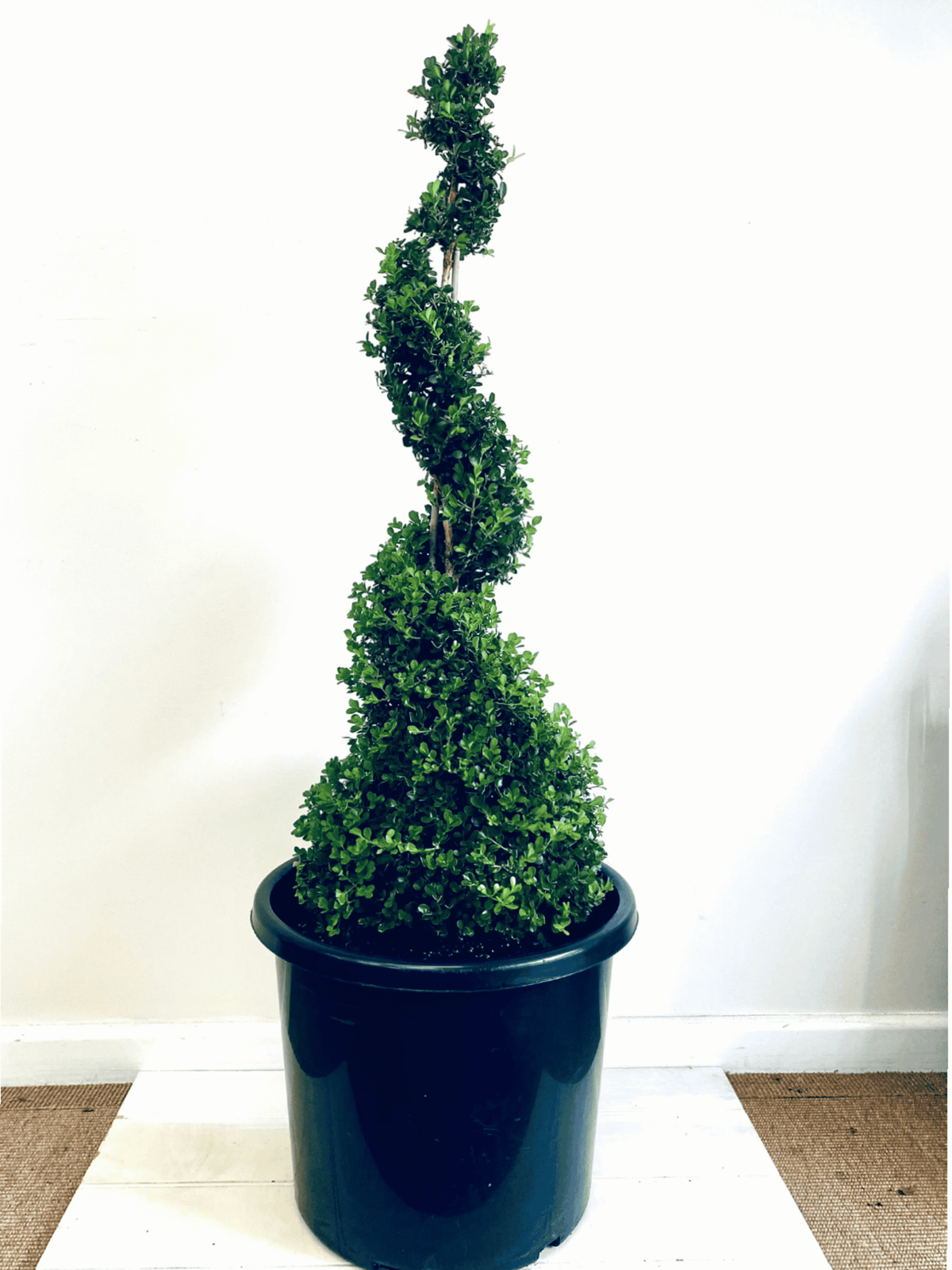 Buxus Spiral