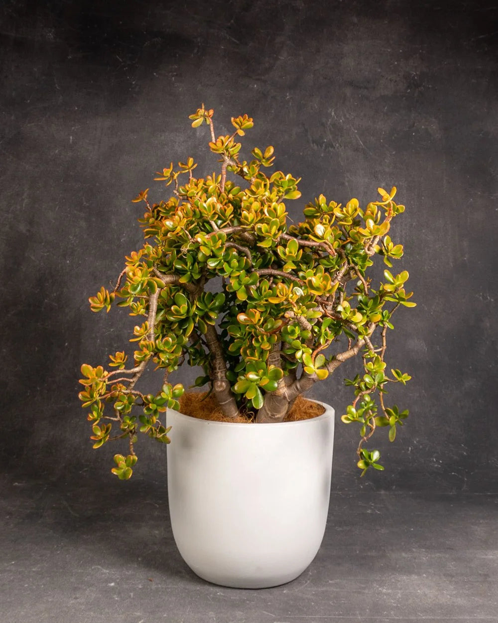 Jade Plant (Crassula ovata) #2