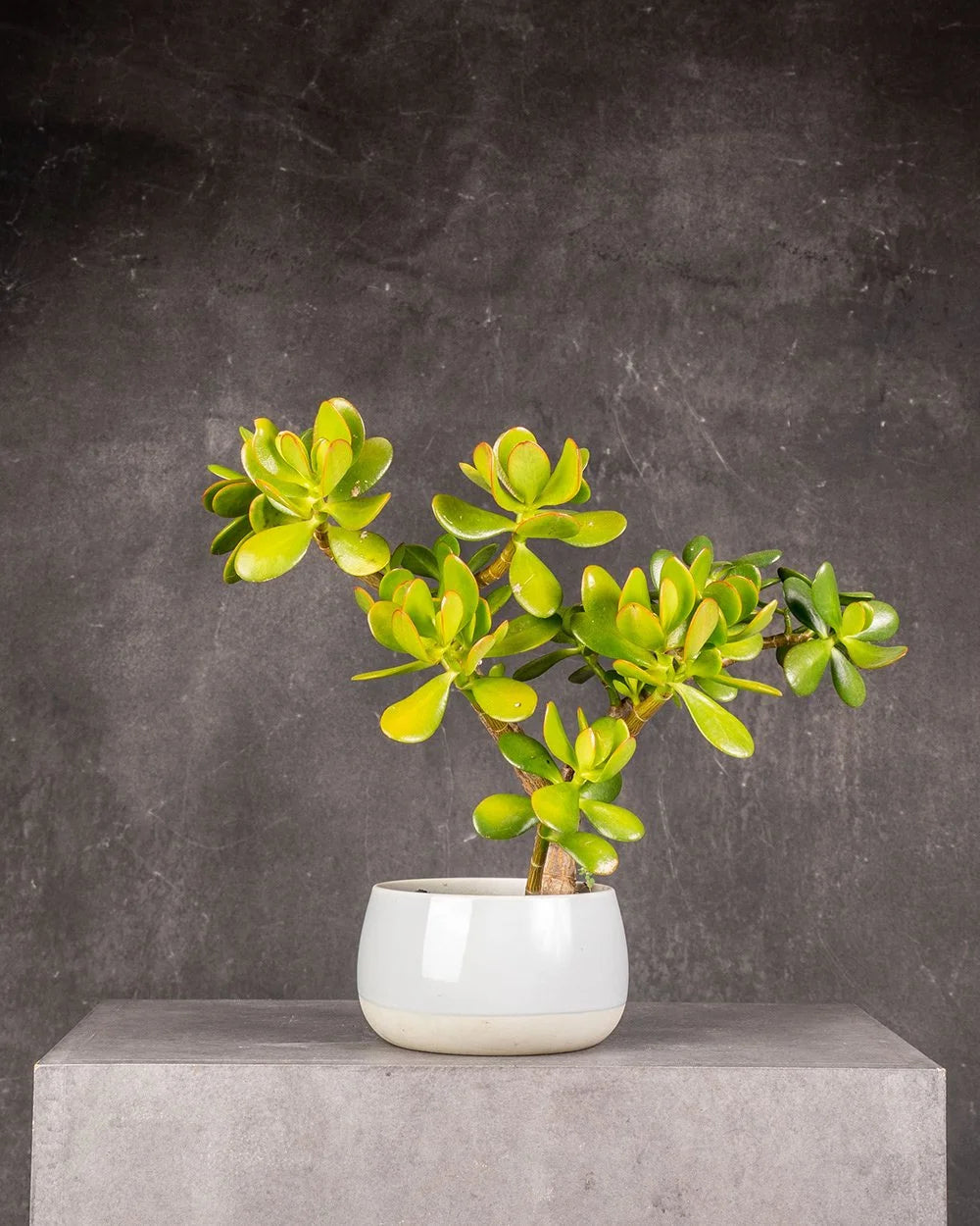 Jade Plant (Crassula ovata) #1