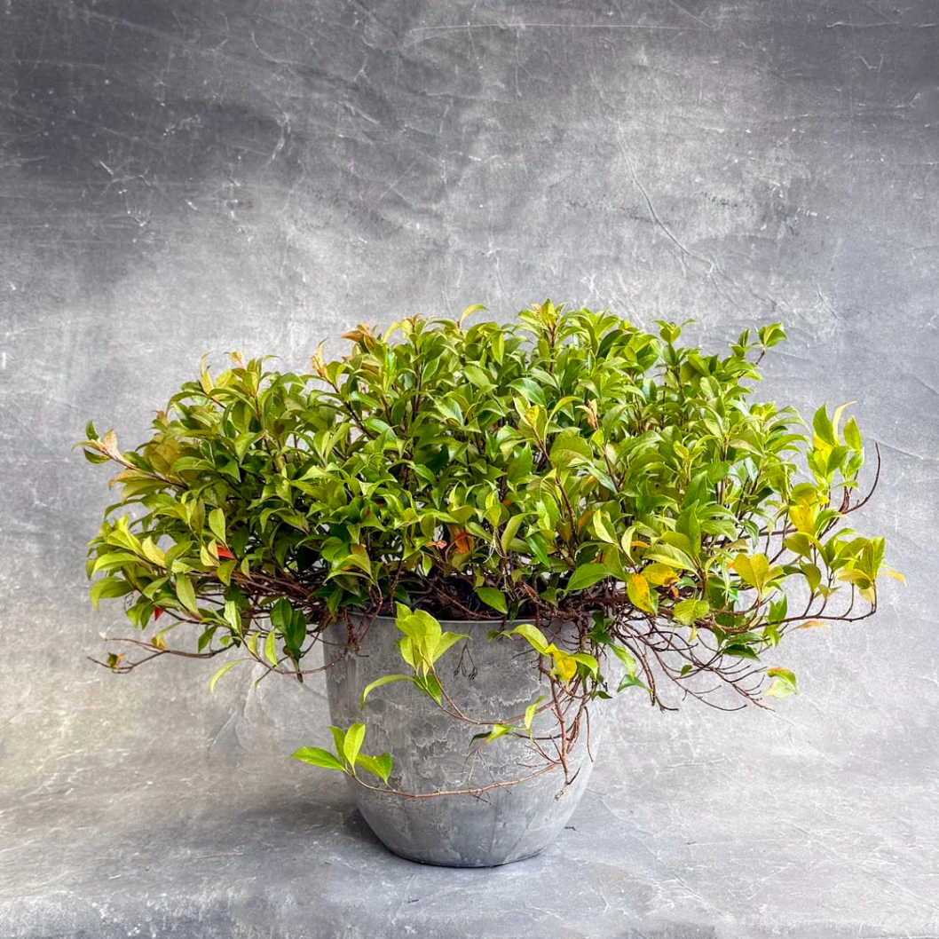 Frank's Plantorium