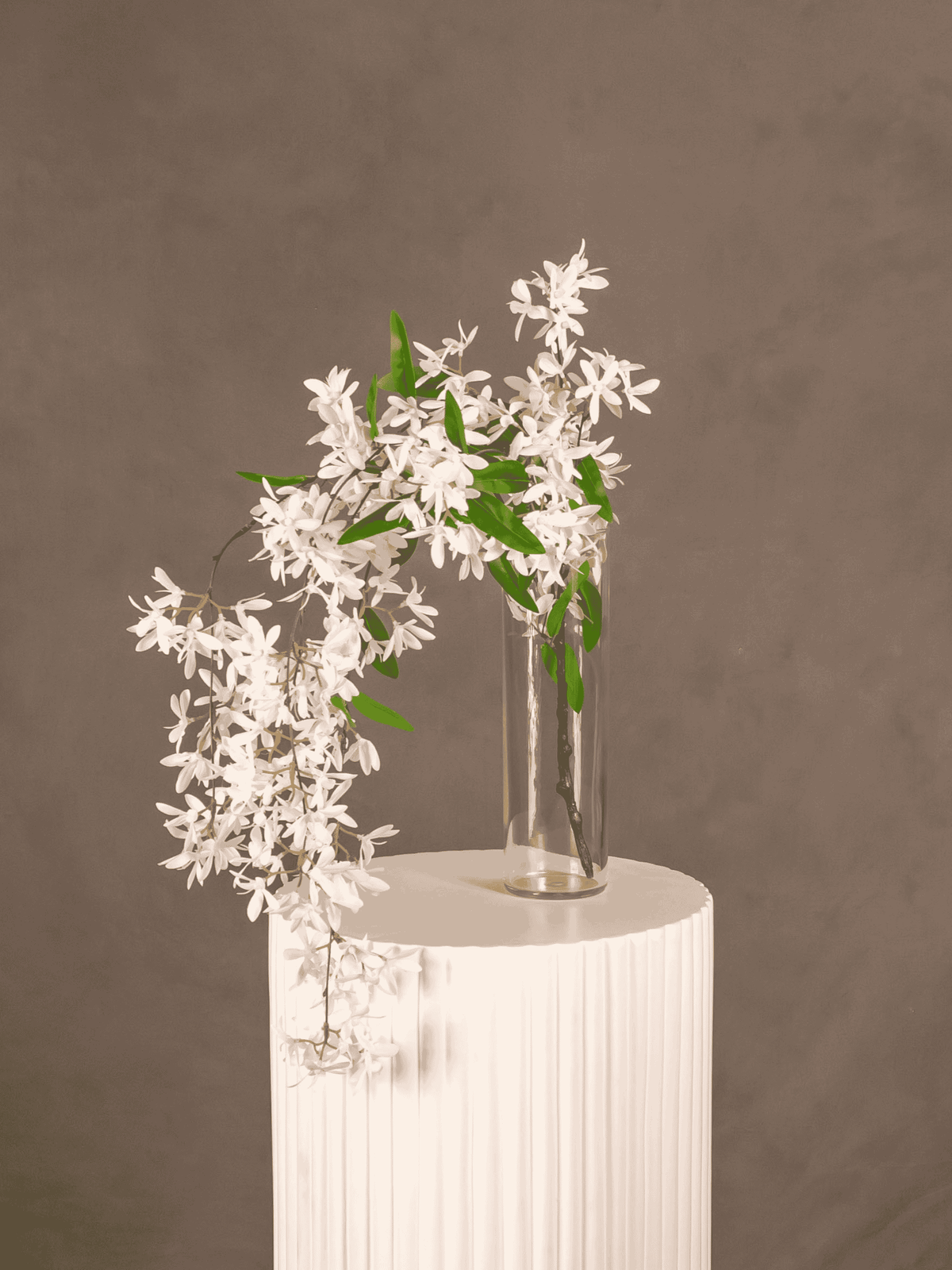 Jasmine Hanging Bush