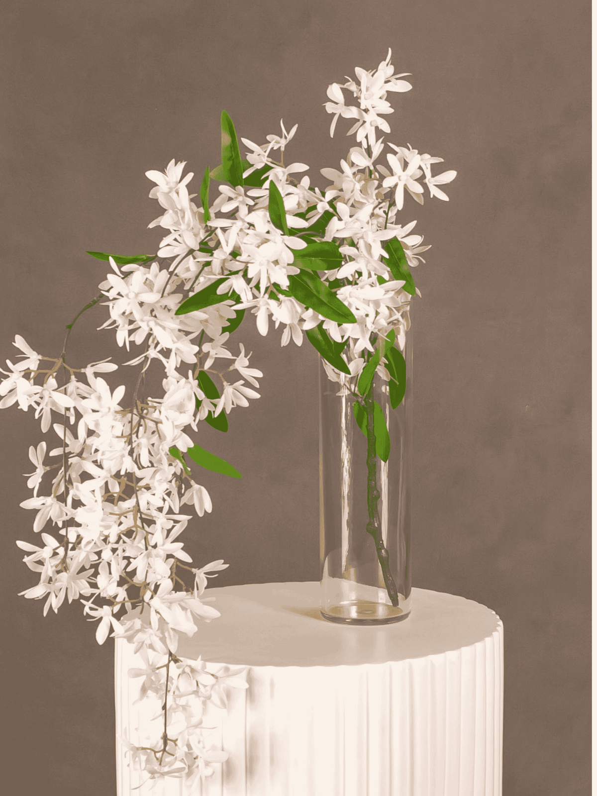 Jasmine Hanging Bush