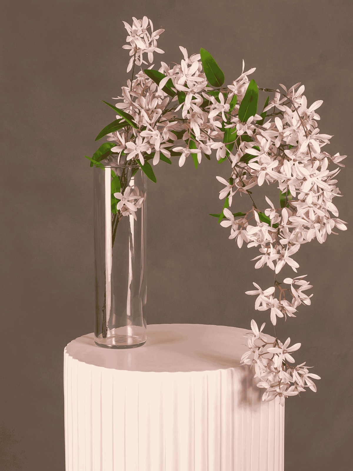 Jasmine Hanging Bush