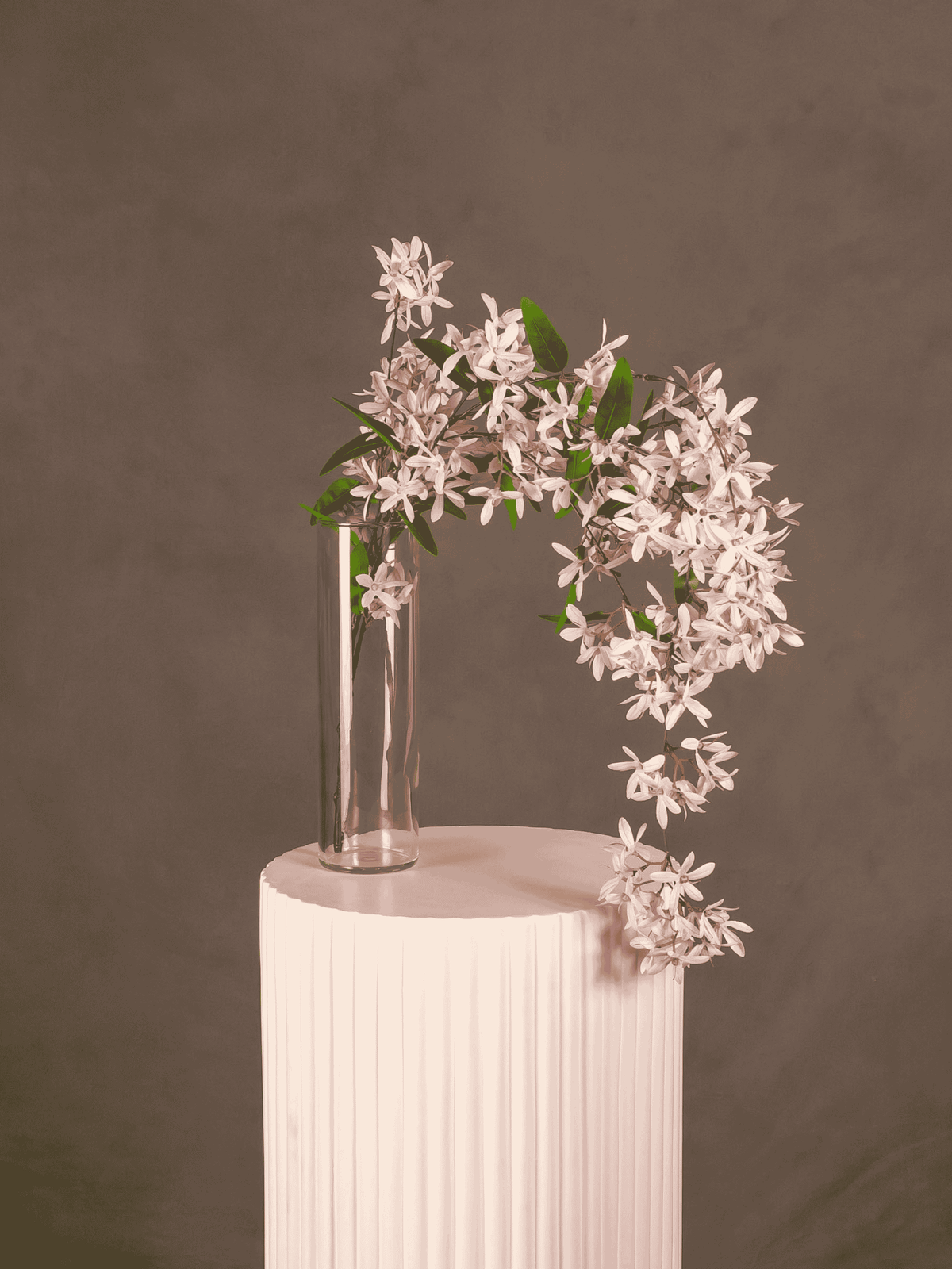 Jasmine Hanging Bush