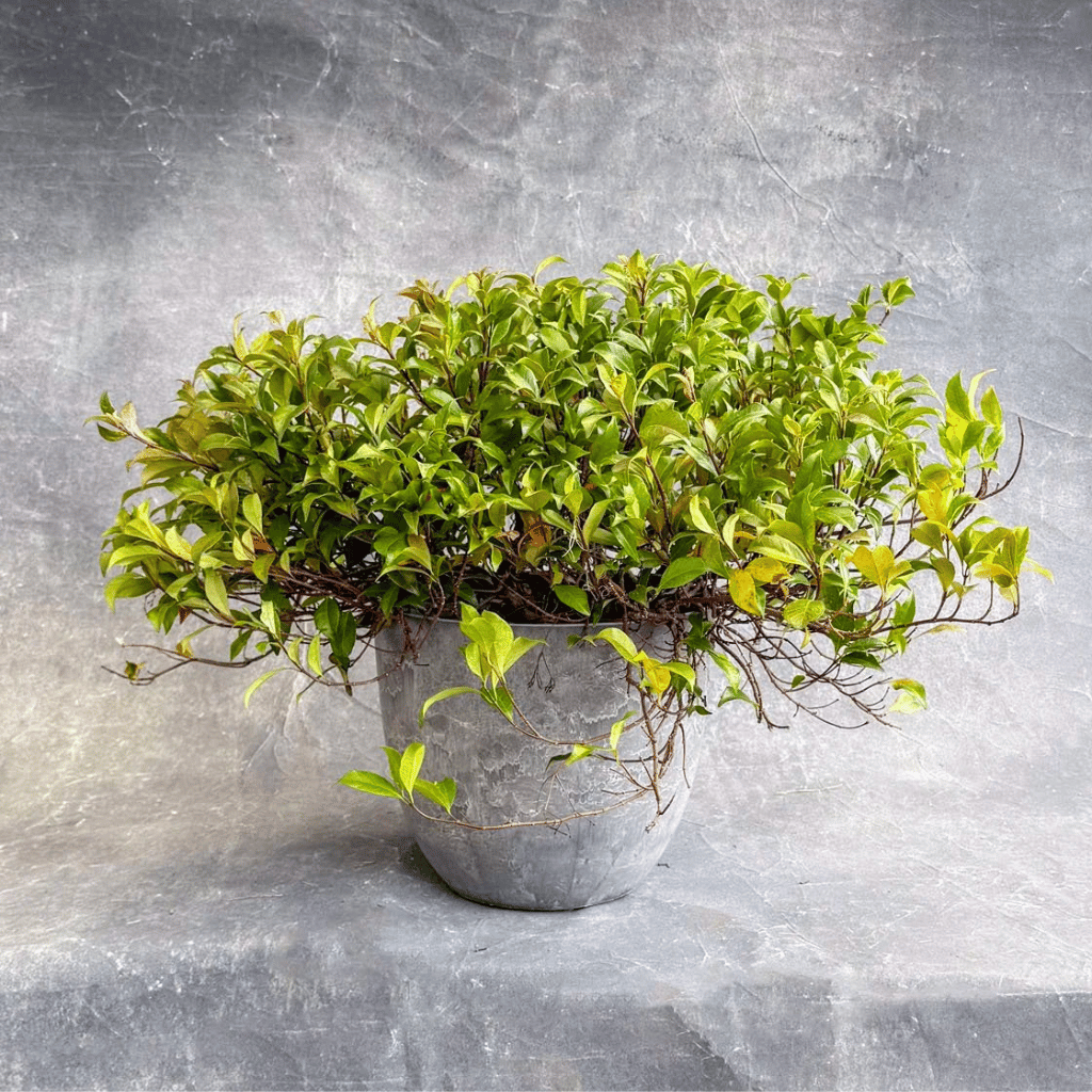 Frank's Plantorium