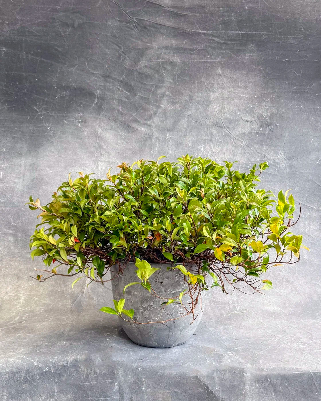Jasmine (Ground Cover)