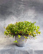 Jasmine (Ground Cover)