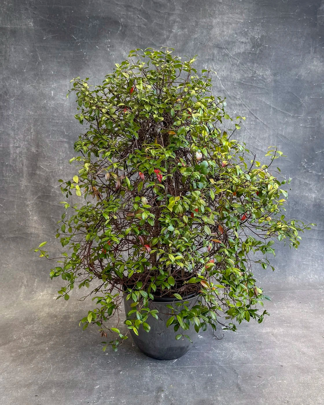 Jasmine (Staked)