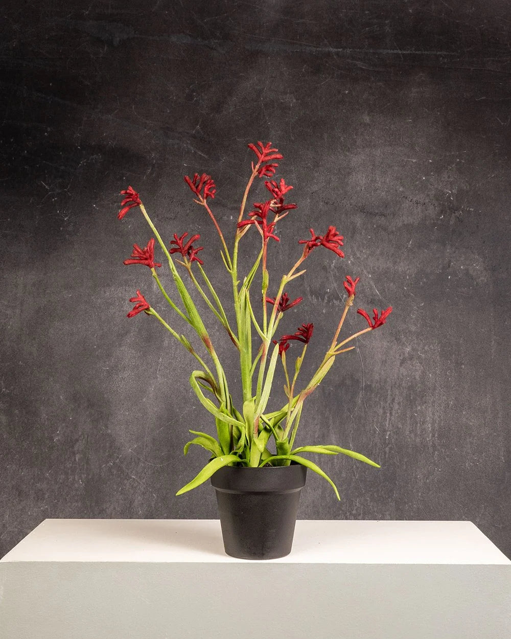 Kangaroo Paw