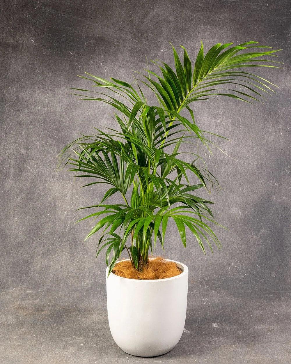 Kentia Palm