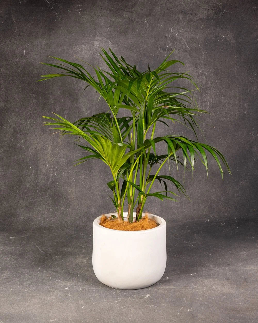 Kentia Palm