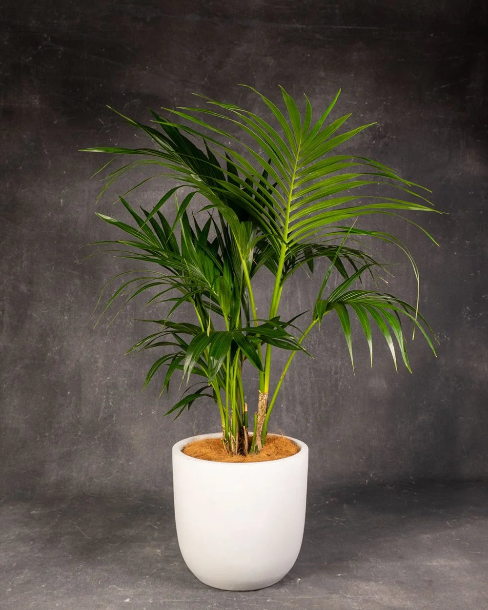 Kentia Palm