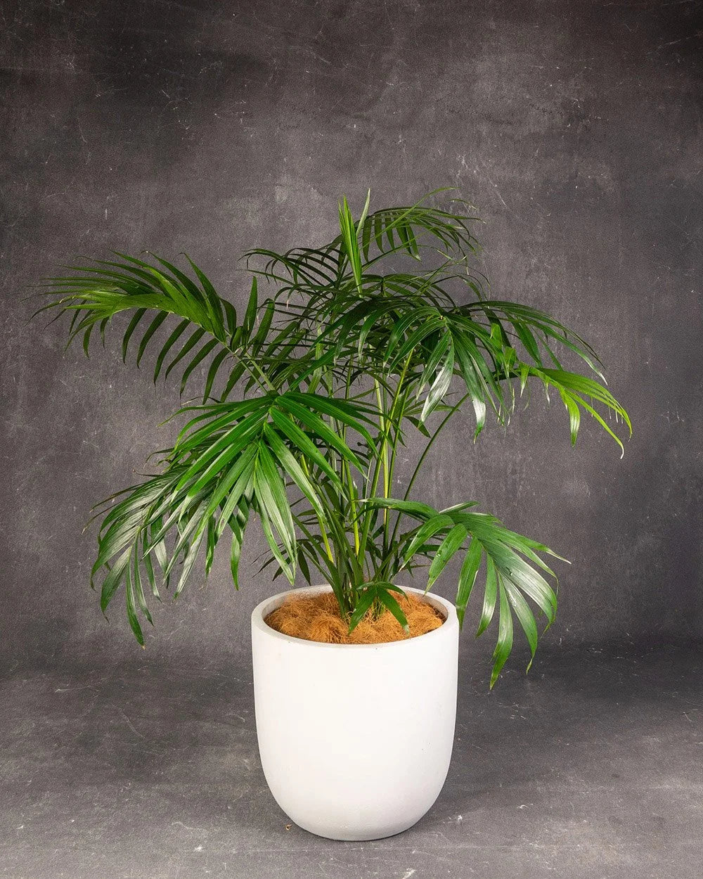 Kentia Palm