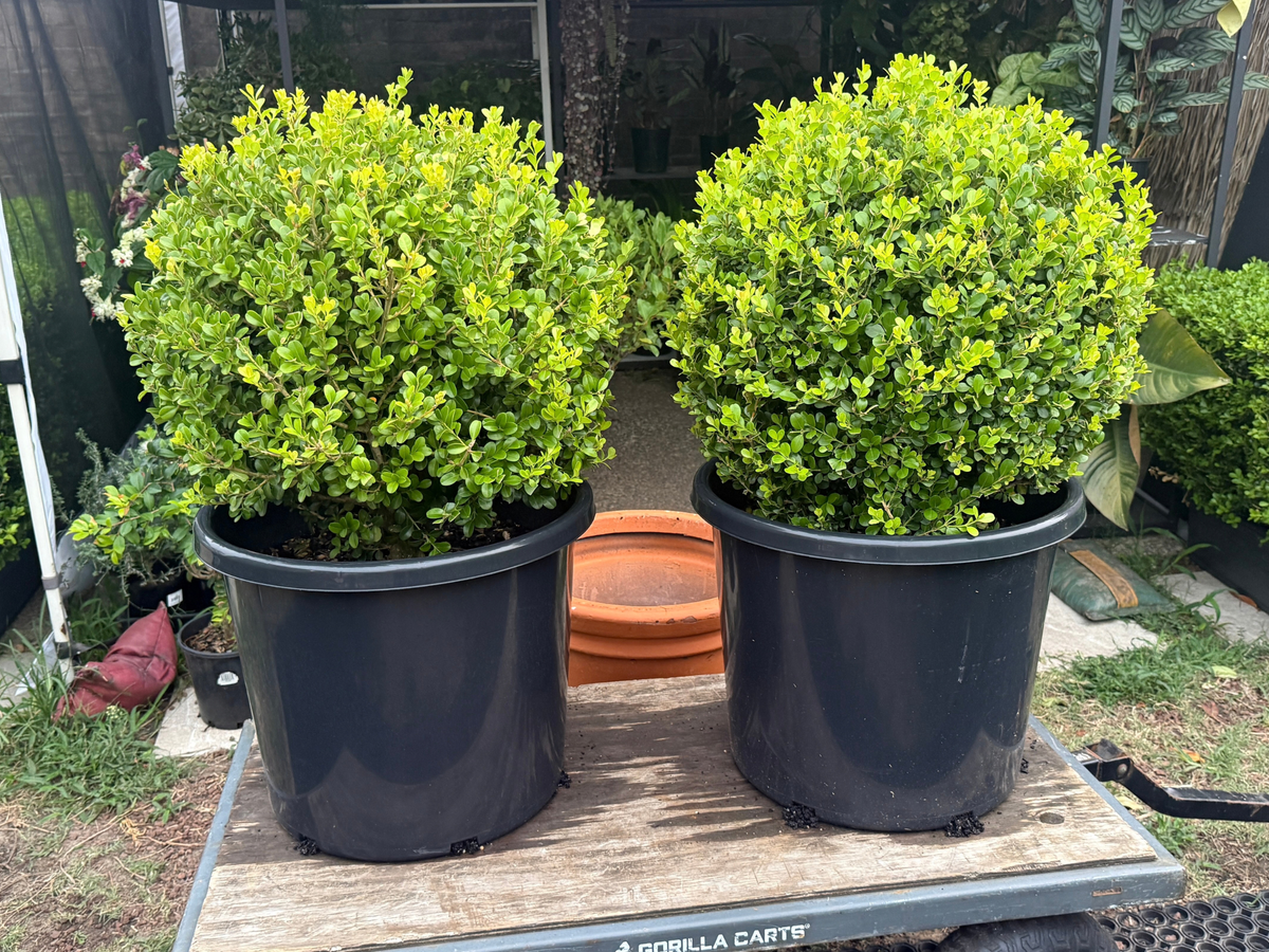 Buxus topiary balls