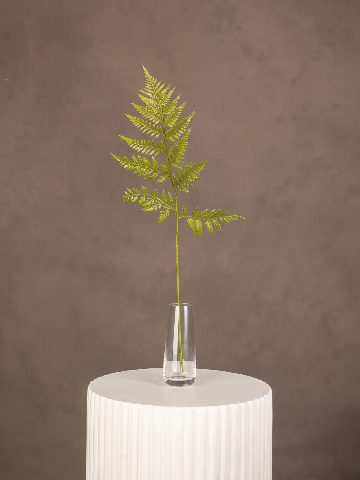 Leather Fern