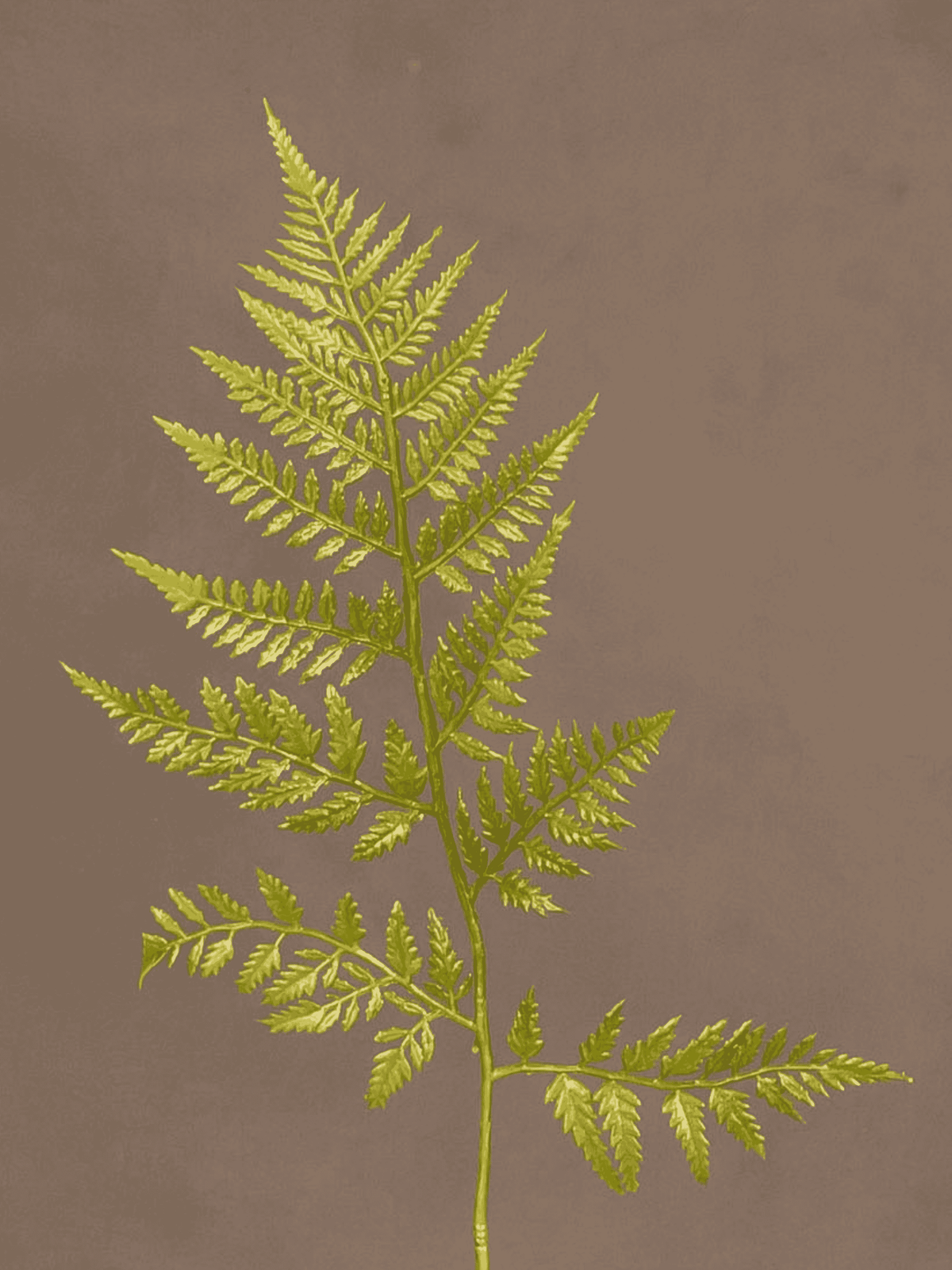 Leather Fern