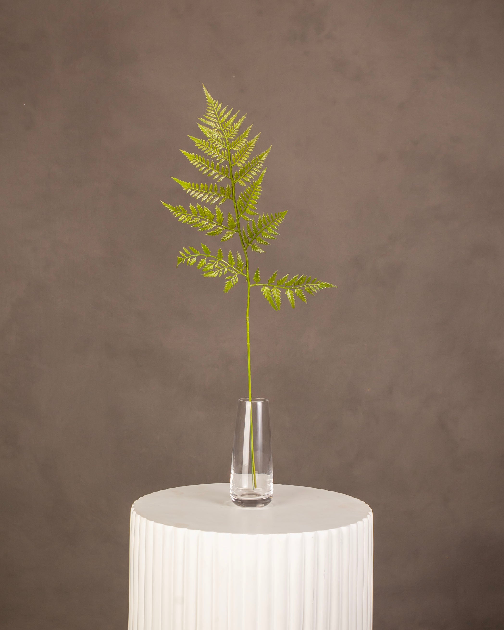 Leather Fern
