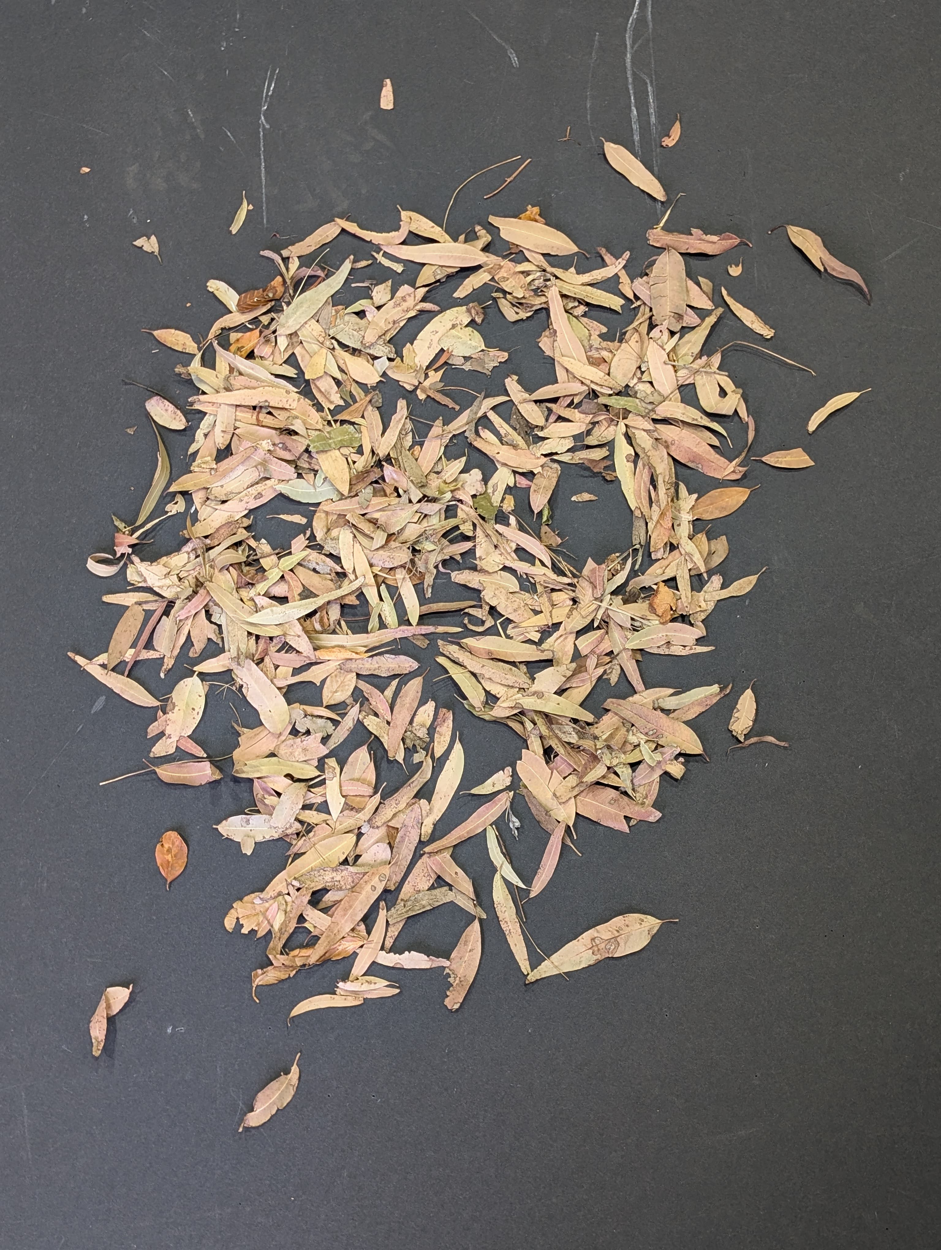 Eucalyptus Leaves Singles