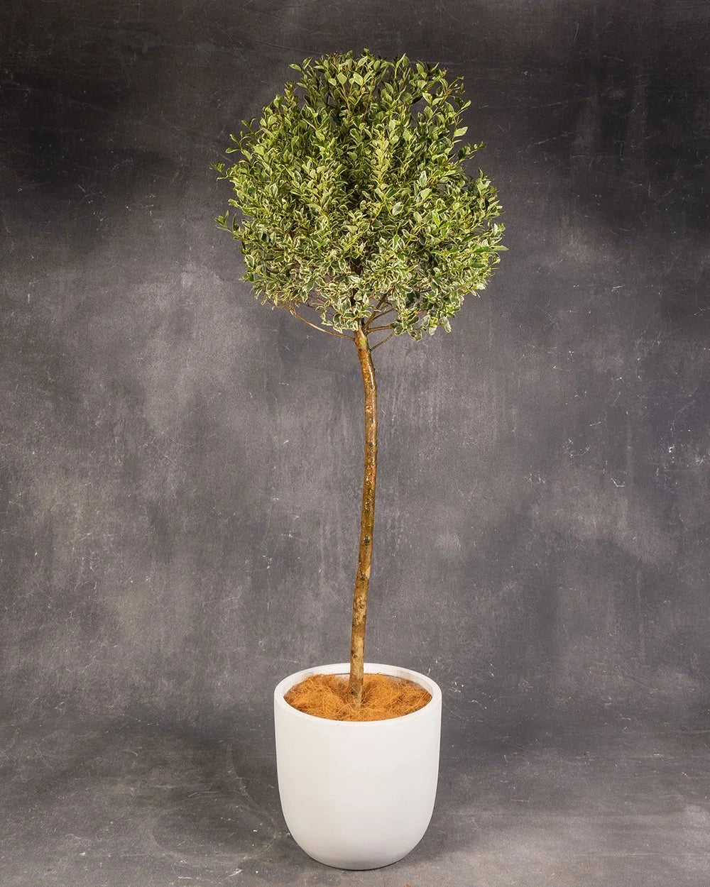 Lilly Pily Topiary  Variegated