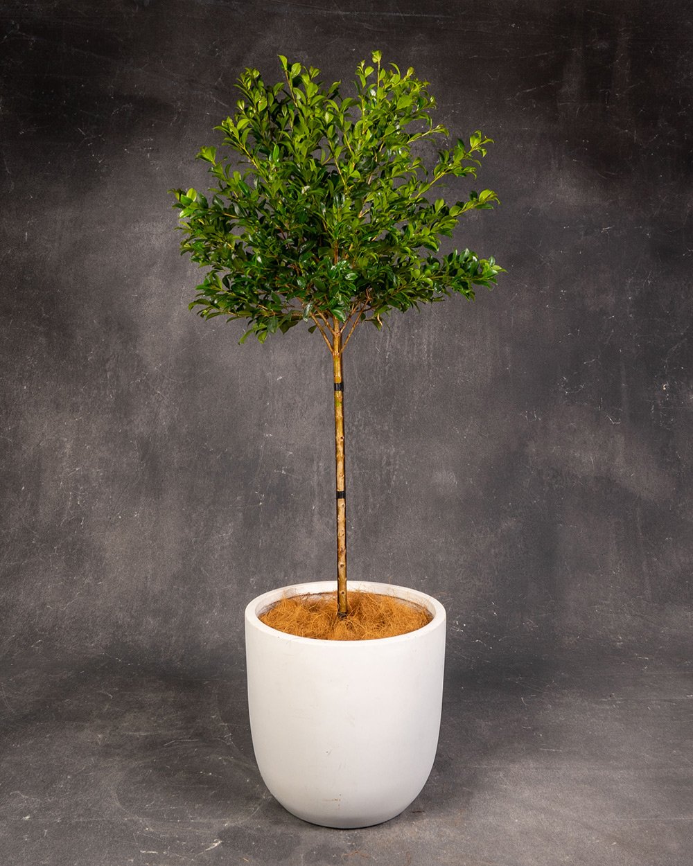 Lilly Pily Topiary