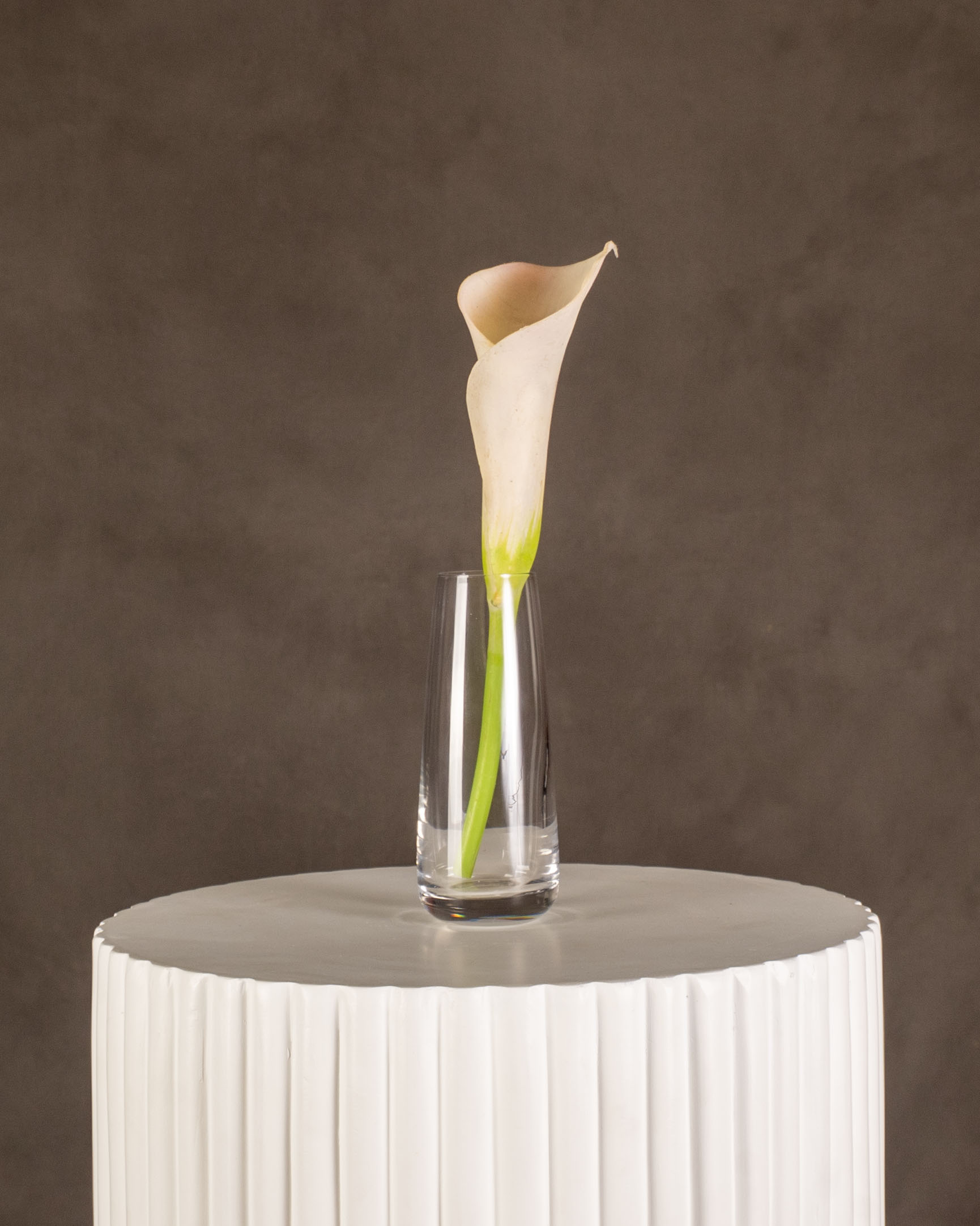 Calla Lily – Frank's Plantorium