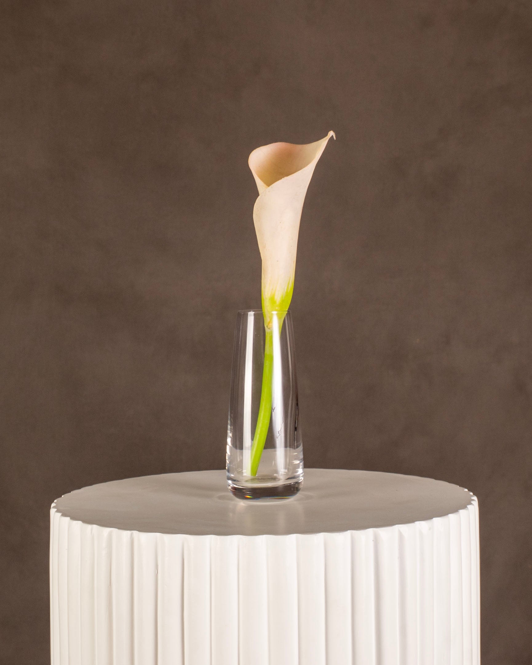 Calla Lily
