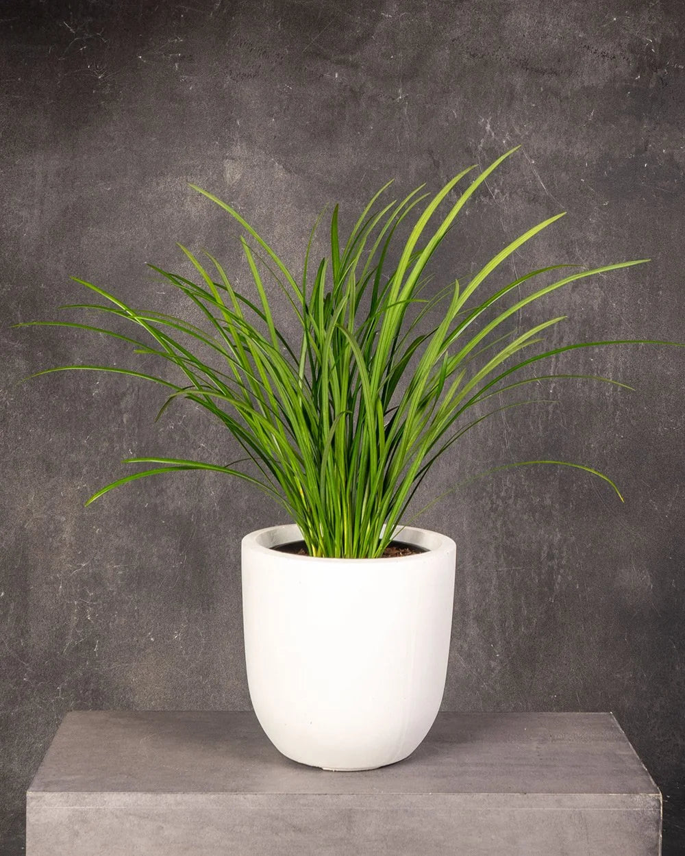 Liriope (Liriope muscari)