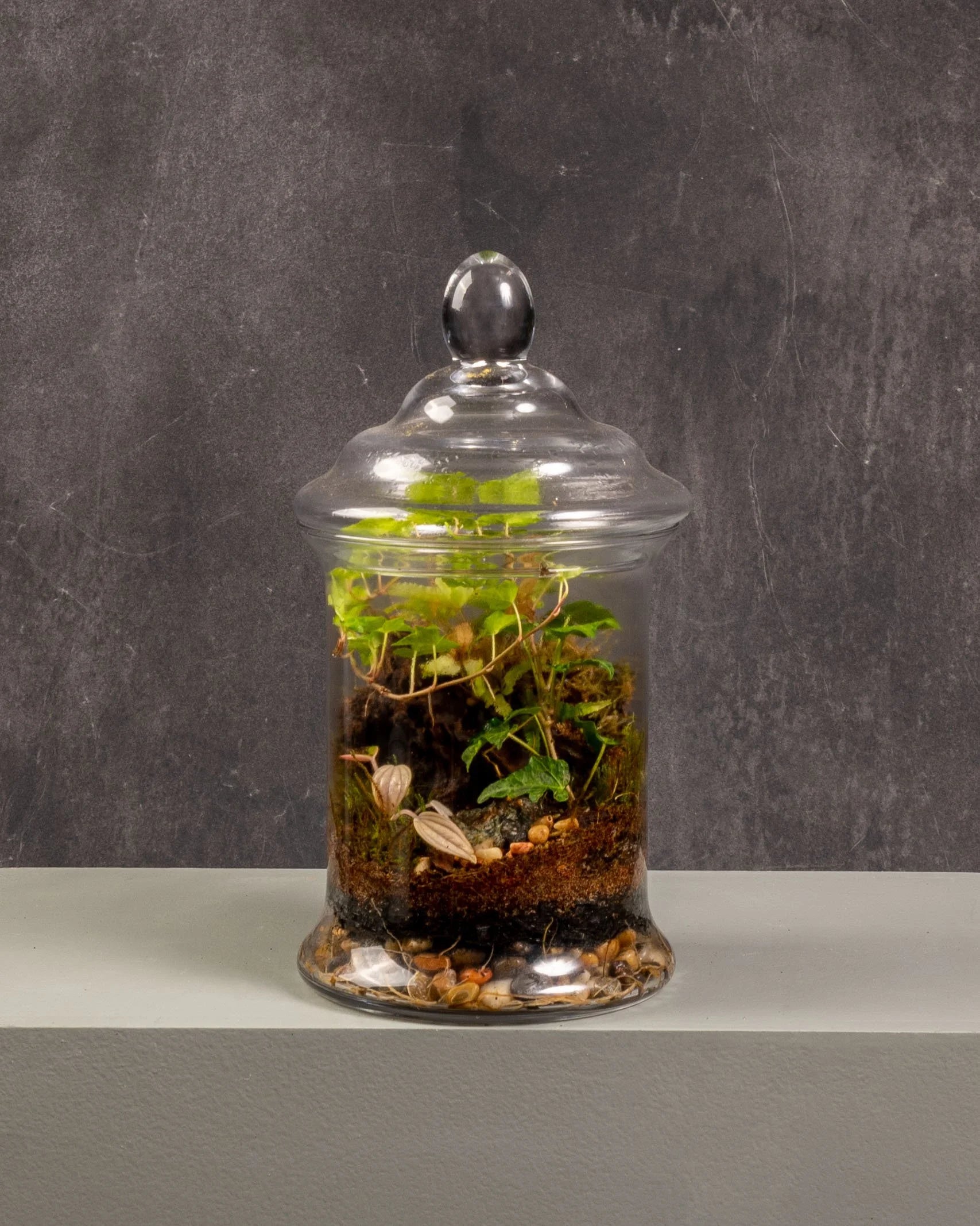 Terrarium Lolly Jar