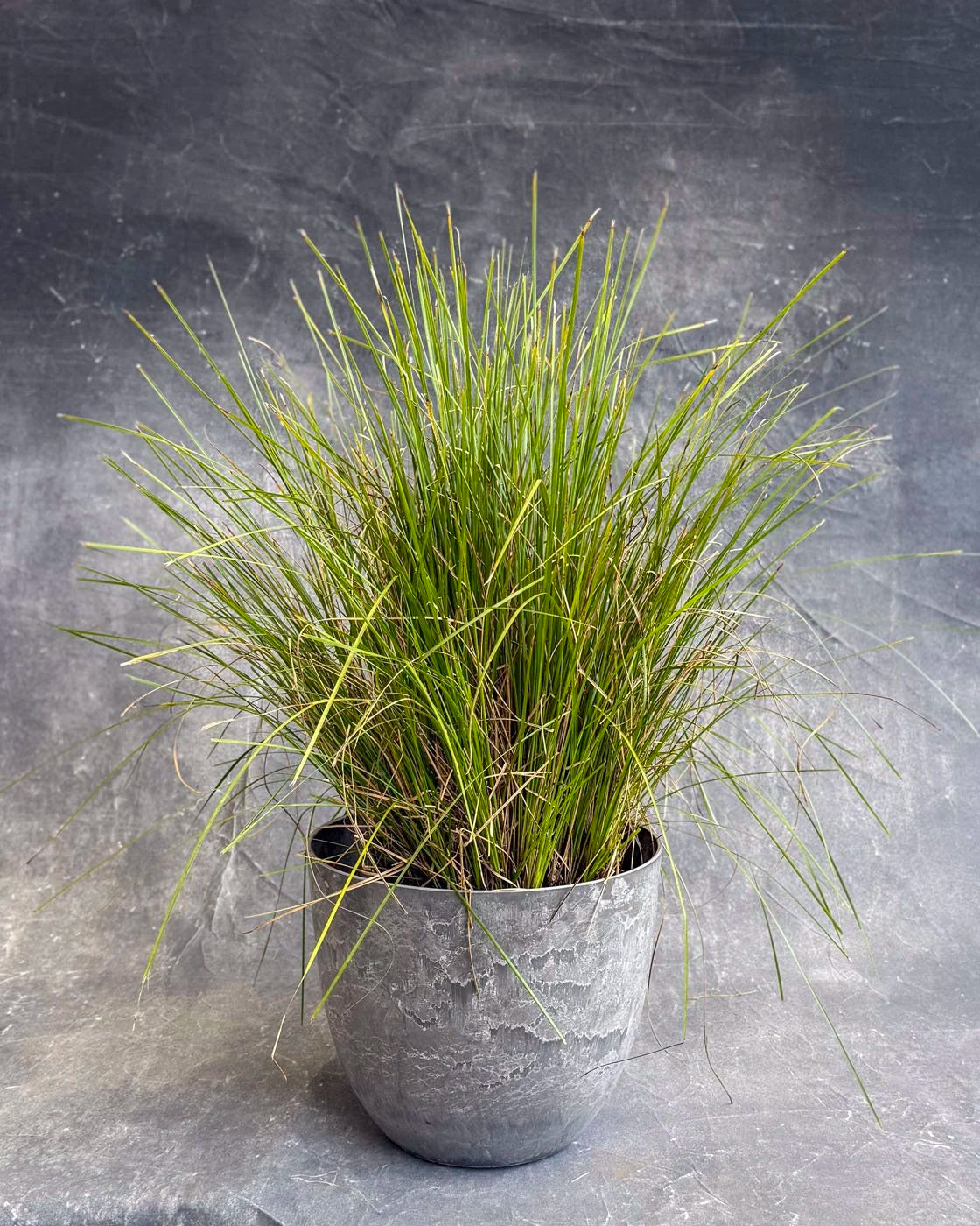 Lomandra Mat Rush