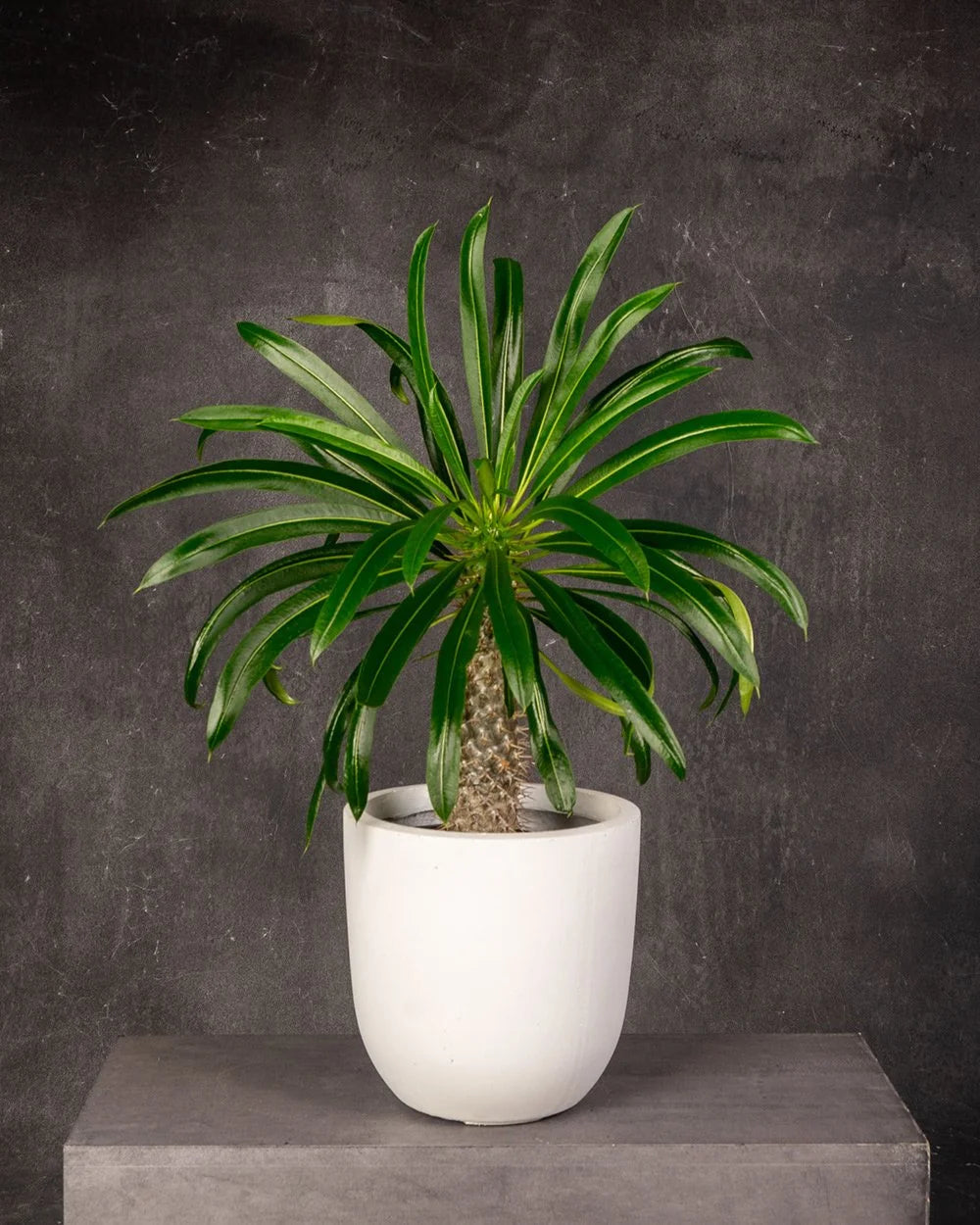 Madagascar Palm