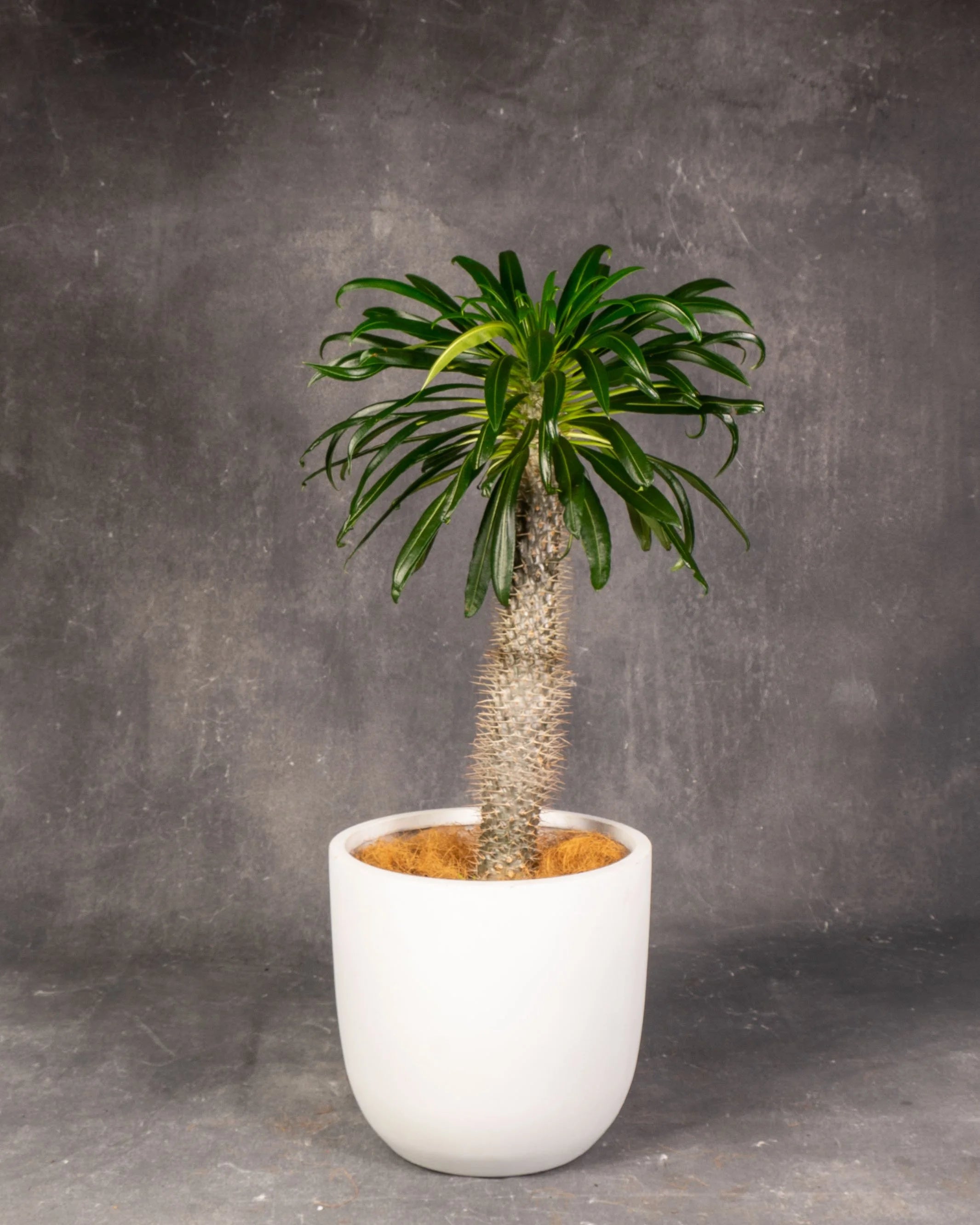 Madagascar Palm