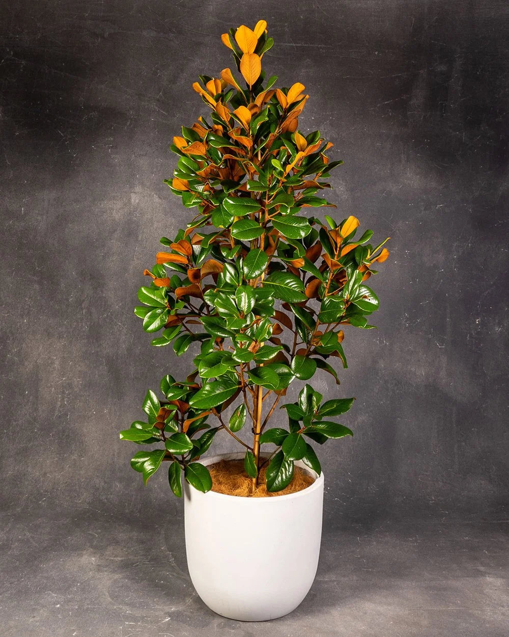 Magnolia grandiflora 'Teddy Bear'