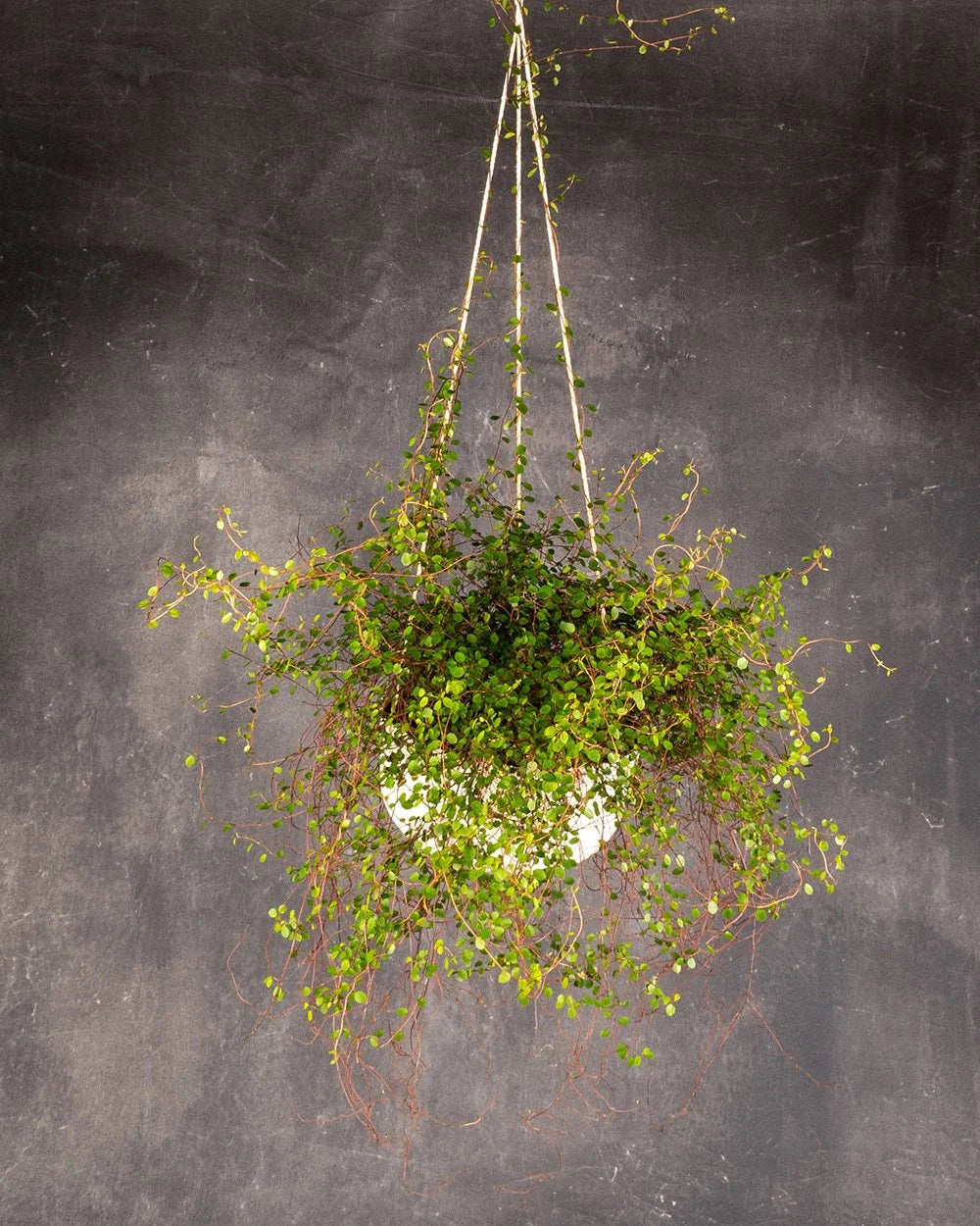 Maidenhair