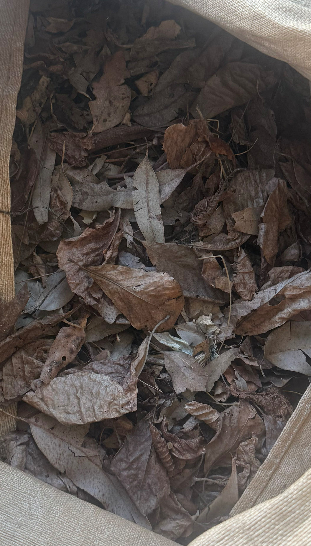 Mixed Dried Leaves