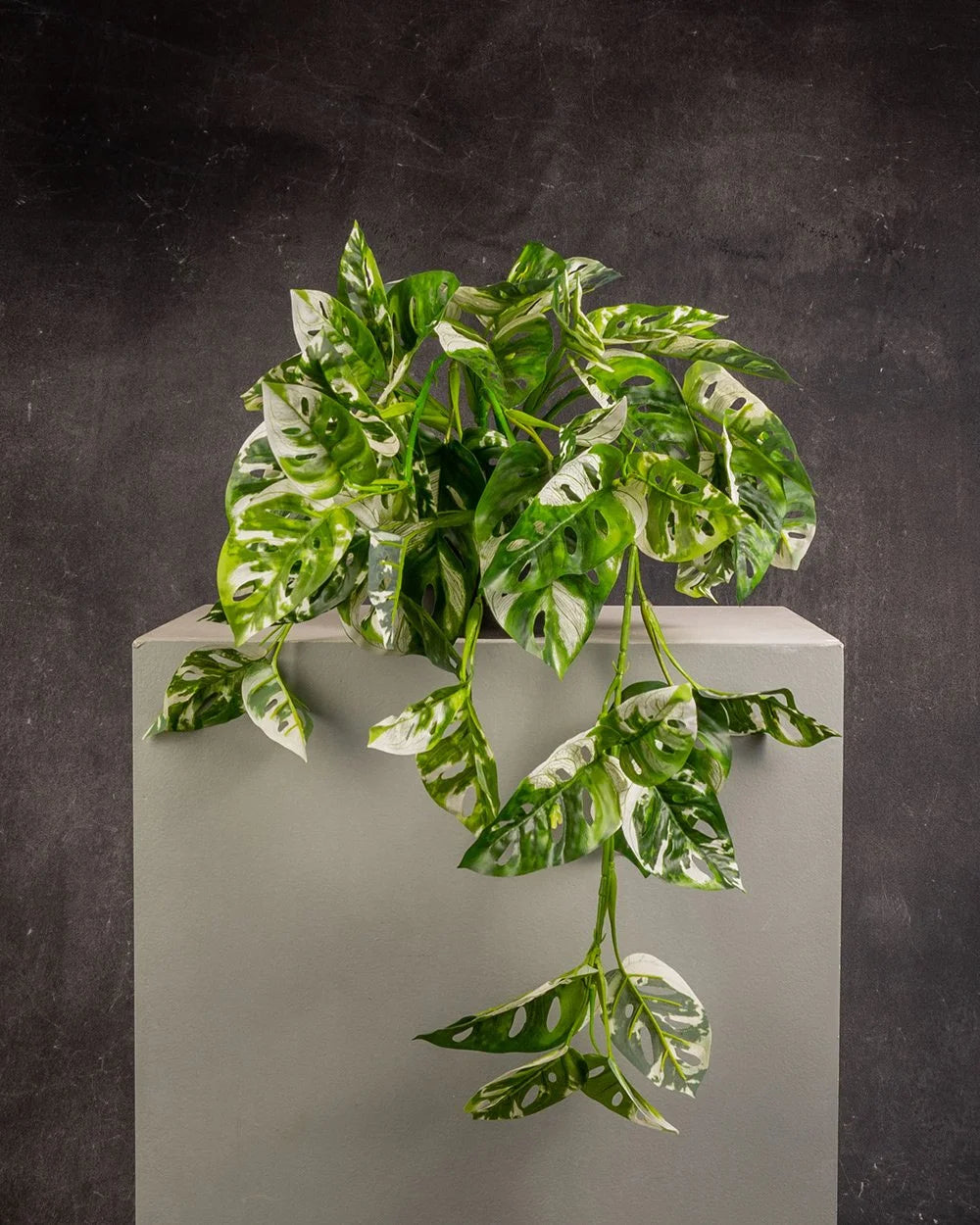 Swiss Cheese Vine